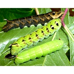 Elephant Hawk elpenor 15 eggs or 10 larvae, according to availability.
